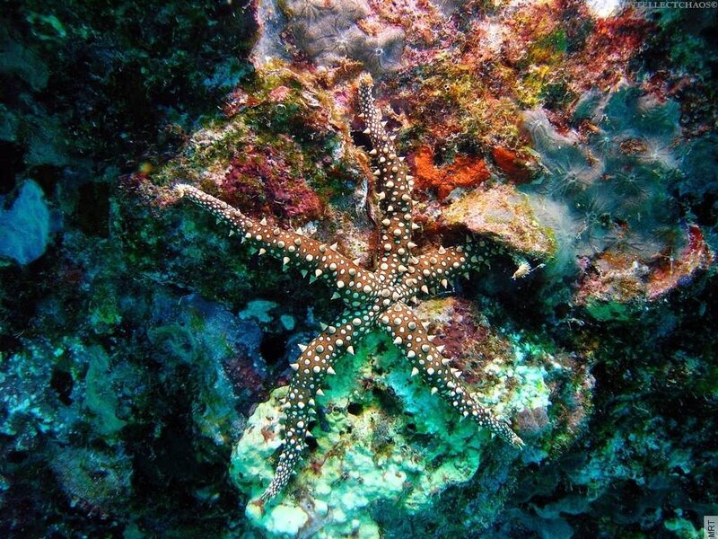 Starfish on a coral reef