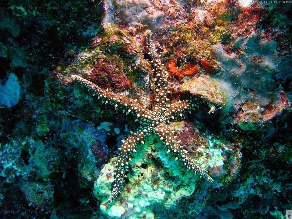 Starfish on a coral reef