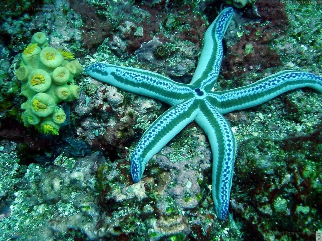 Starfish on a coral reef