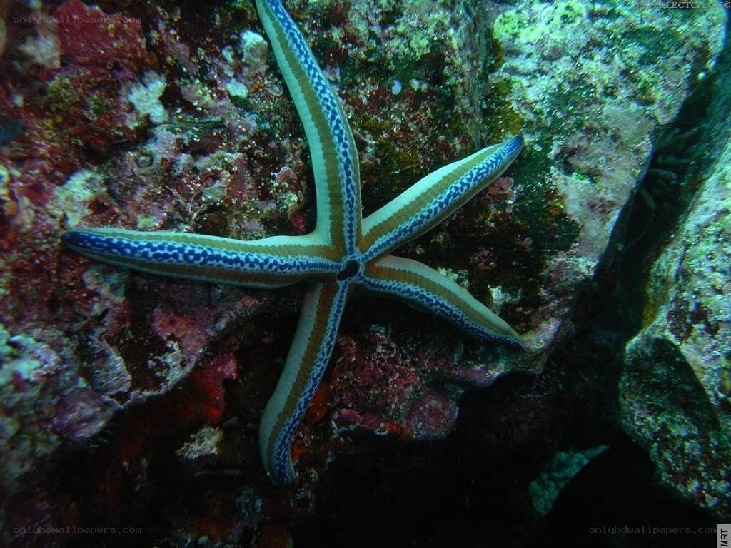 starfish on a coral reef