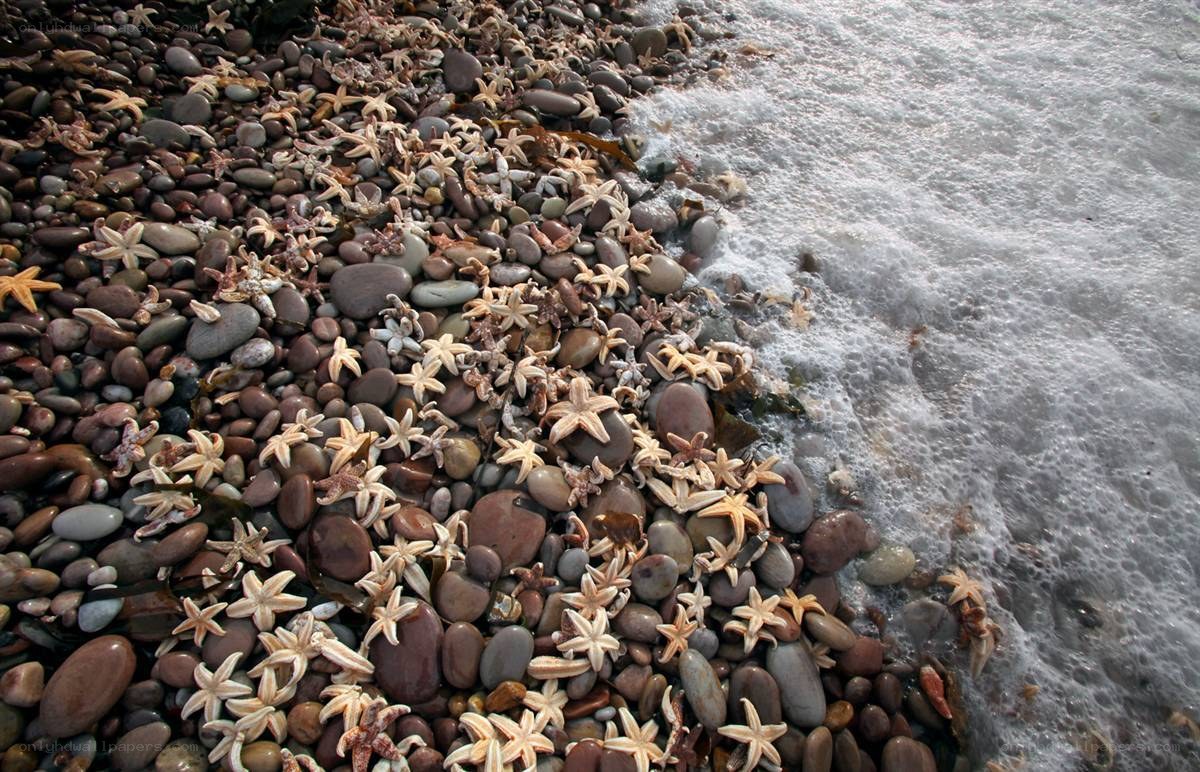 Starfish on a pebble beach