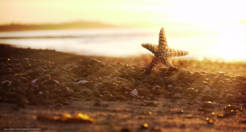 Starfish on a pebble beach