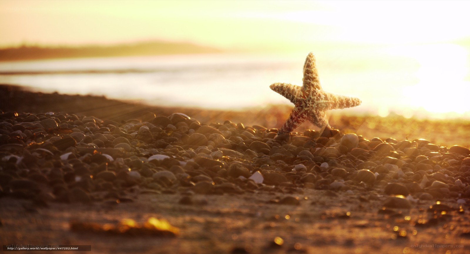 Starfish on a pebble beach