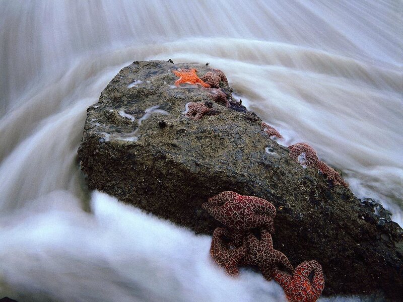 Starfish on a rock in the surf