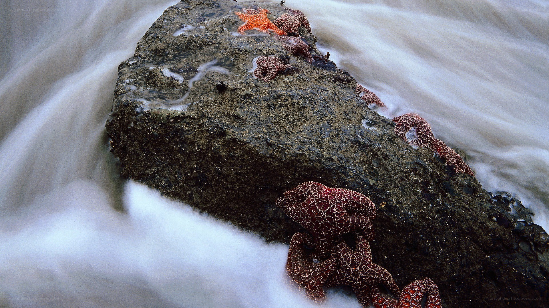 starfish on a rock in waves