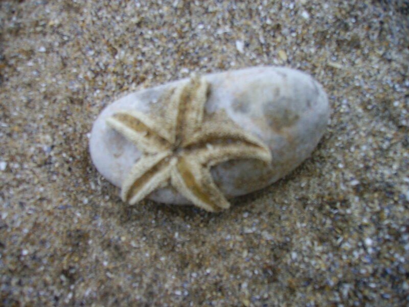 Starfish on a Rock