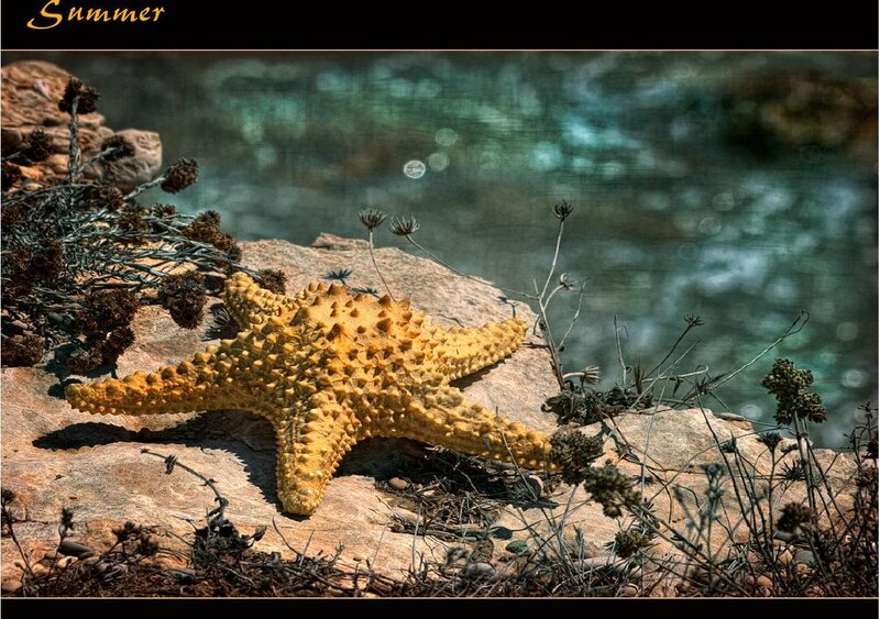 starfish on a rocky shore