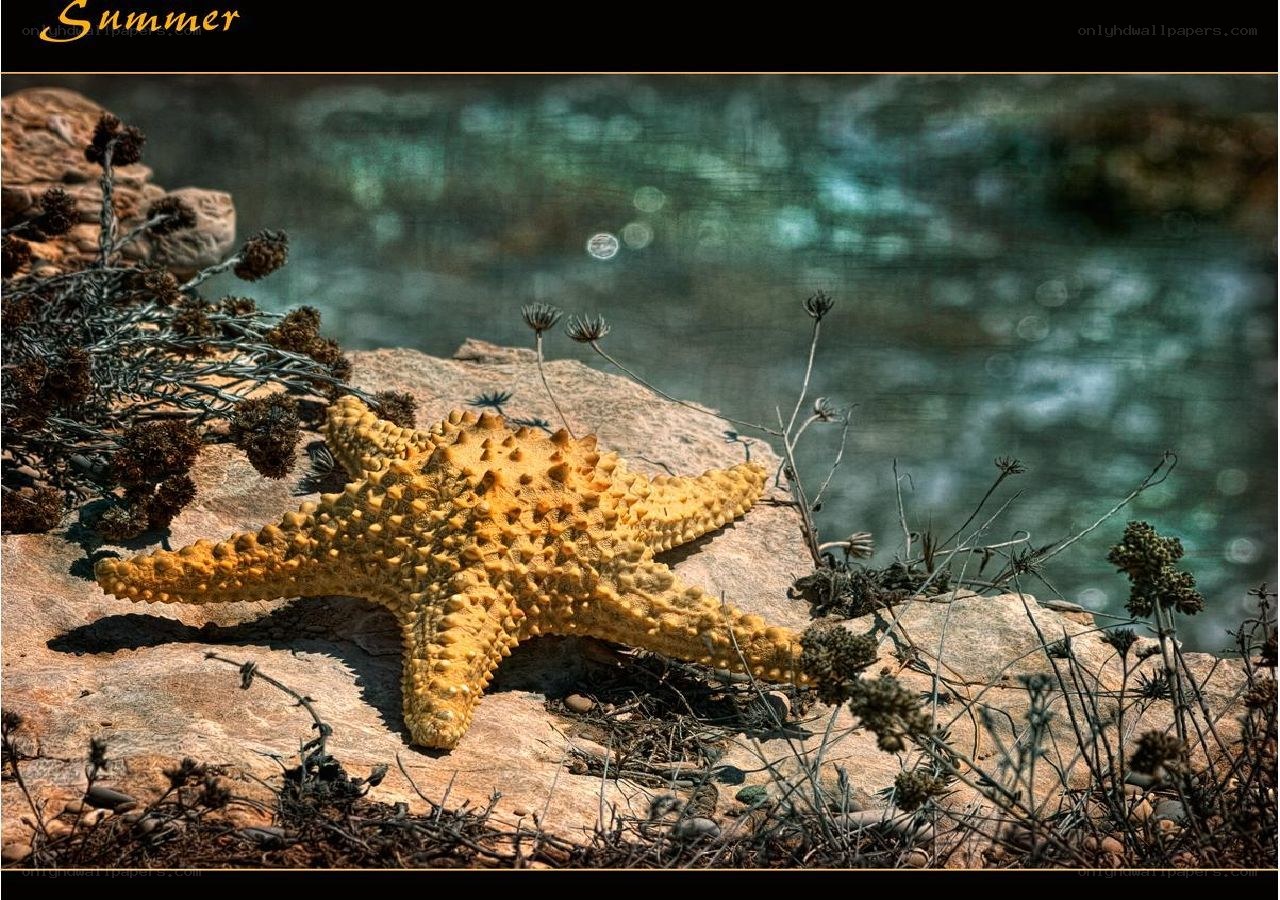 starfish on a rocky shore