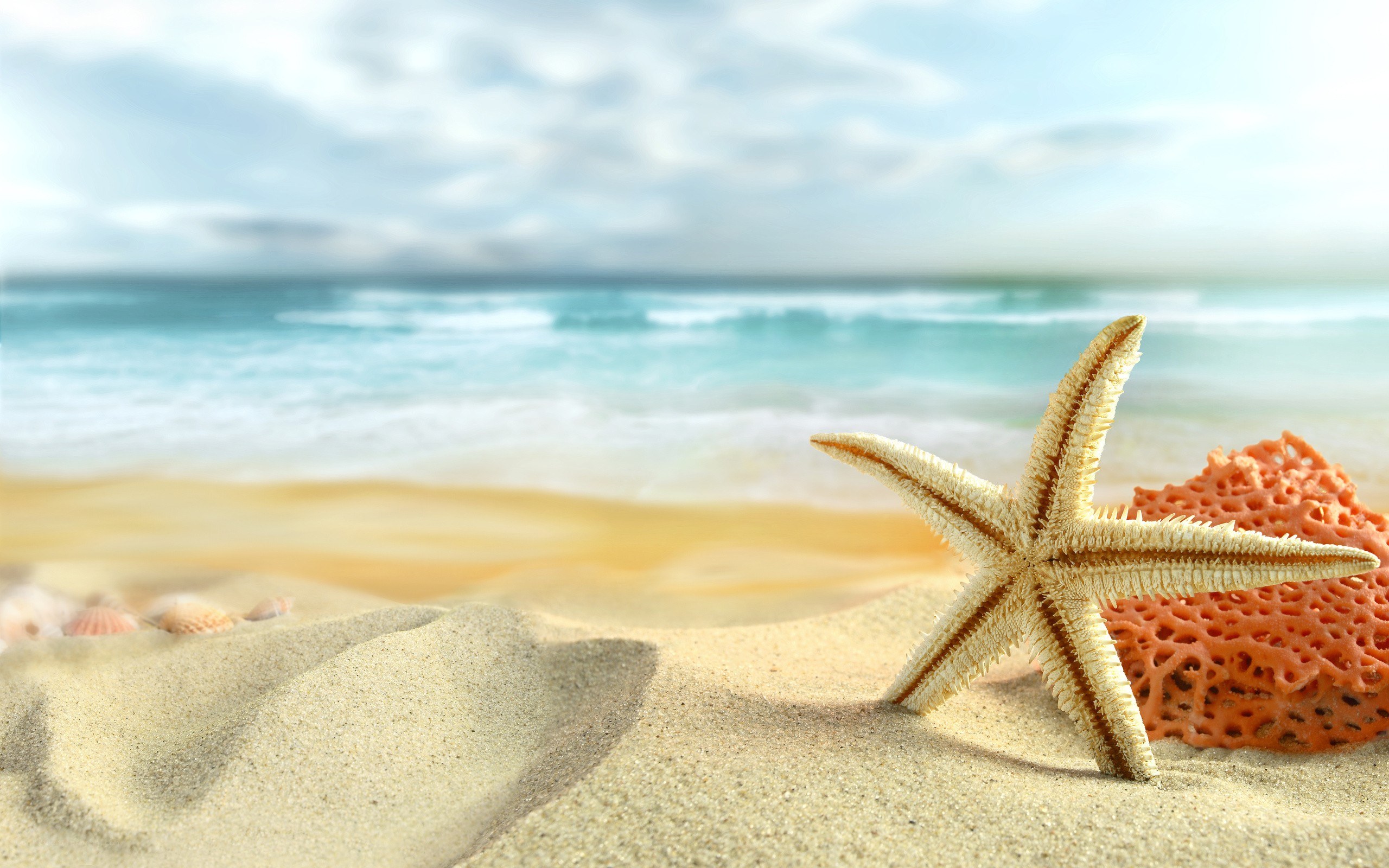 Starfish on a sandy beach