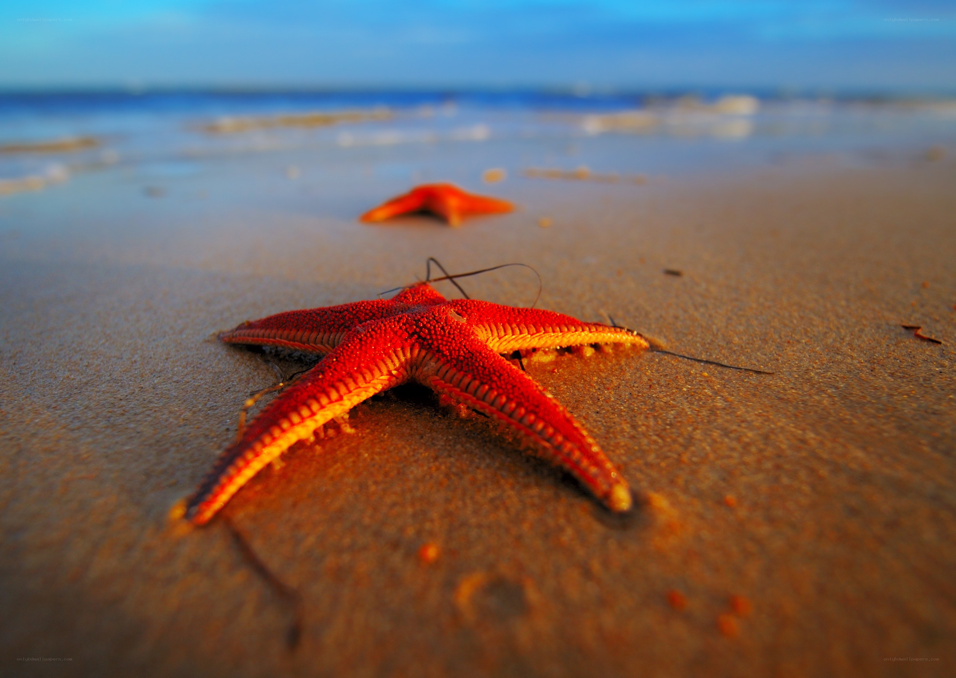 Starfish on a sandy beach