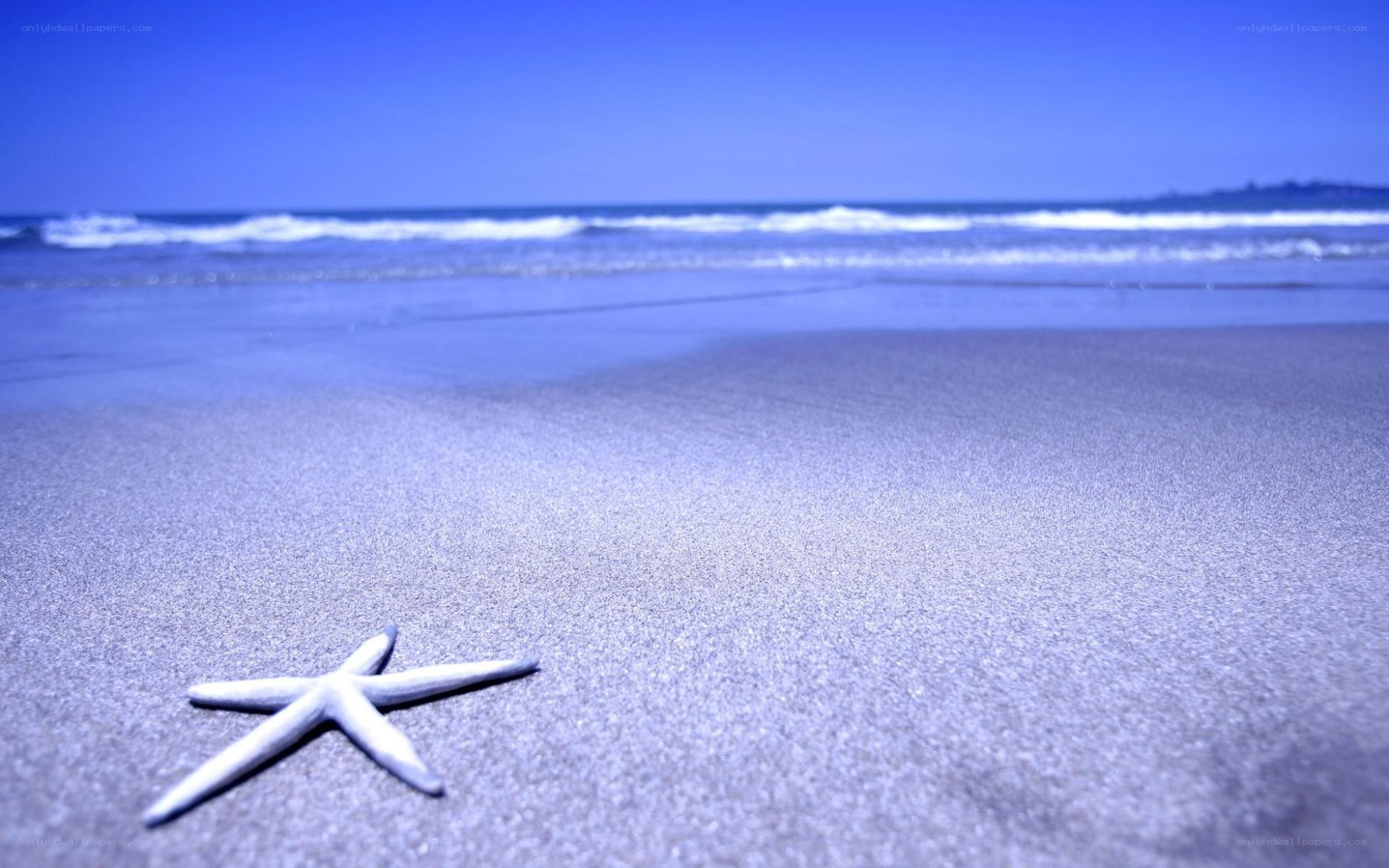 starfish on a sandy beach