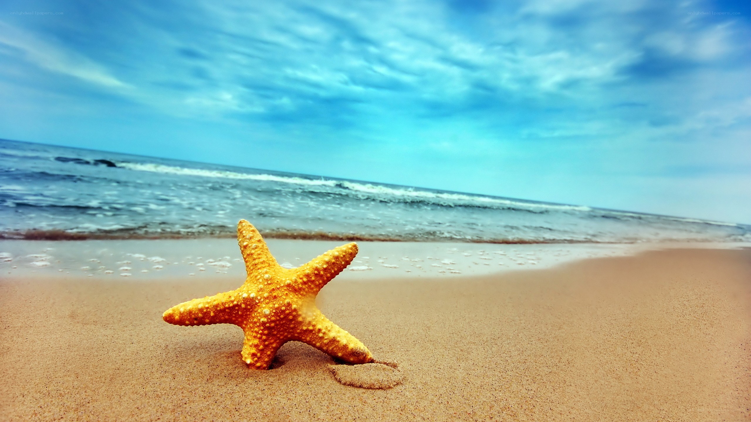 Starfish on a sandy beach