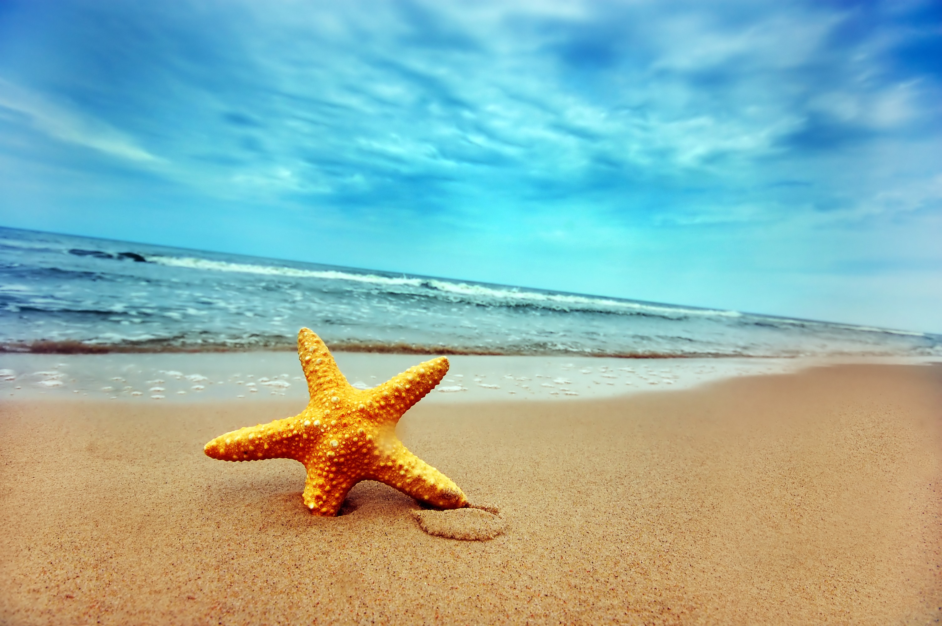 Starfish on a sandy beach