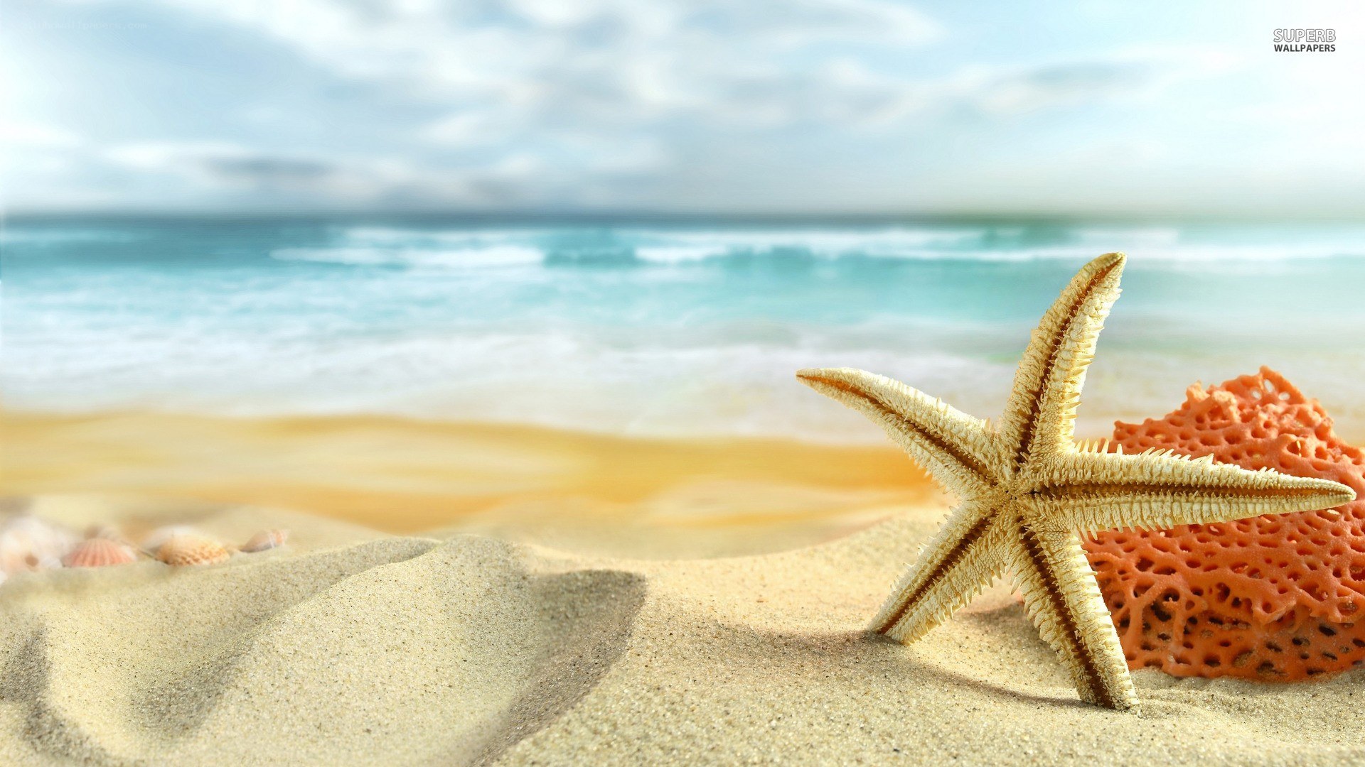 Starfish on a sandy beach