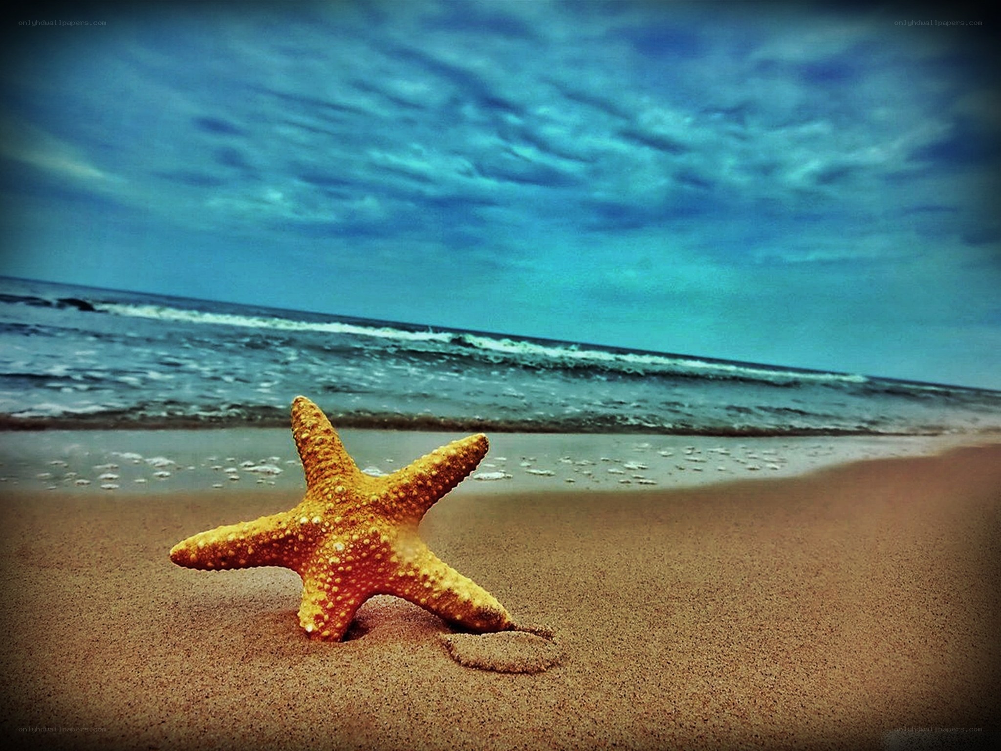 Starfish on a sandy beach