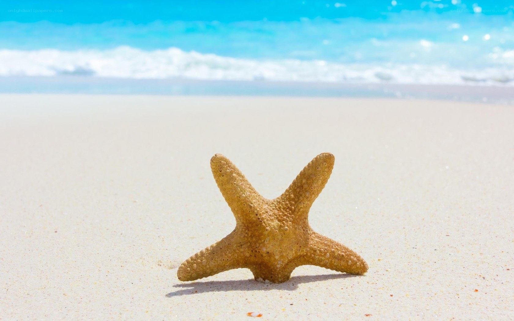 Starfish on a sandy beach