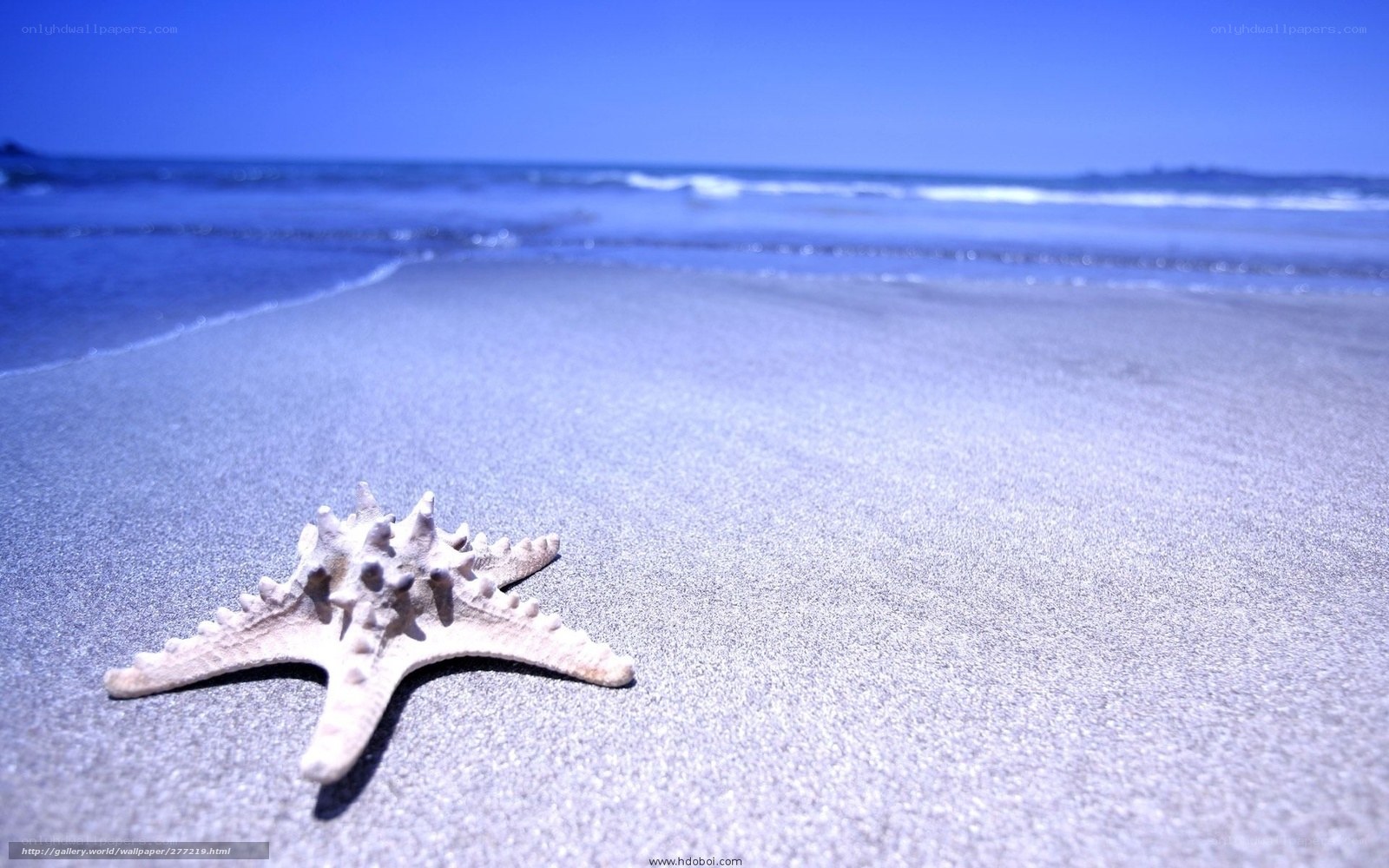 Starfish on a sandy beach