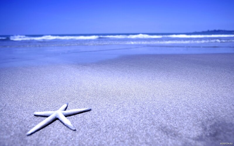 Starfish on a sandy beach