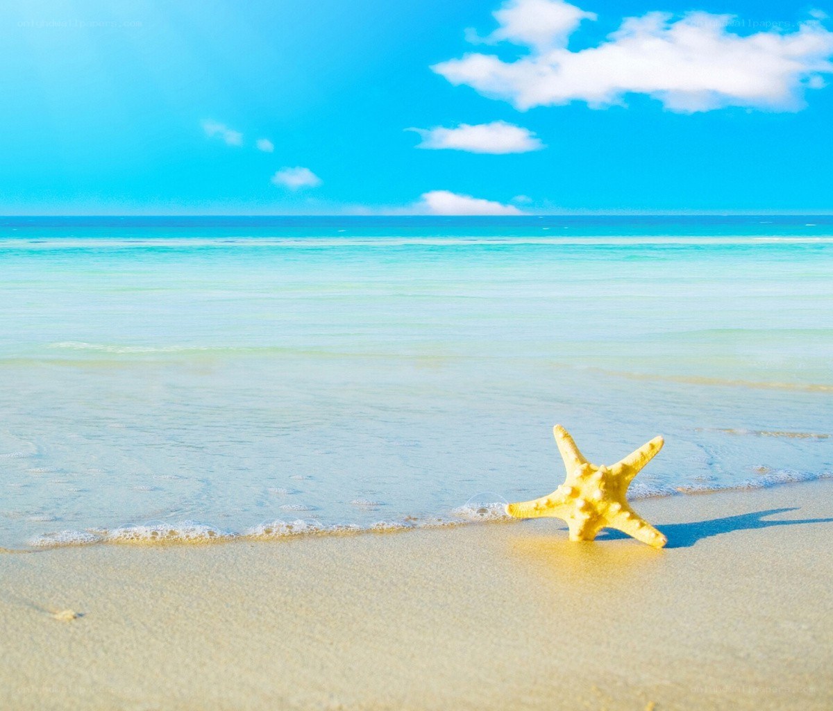 Starfish on a sunny beach