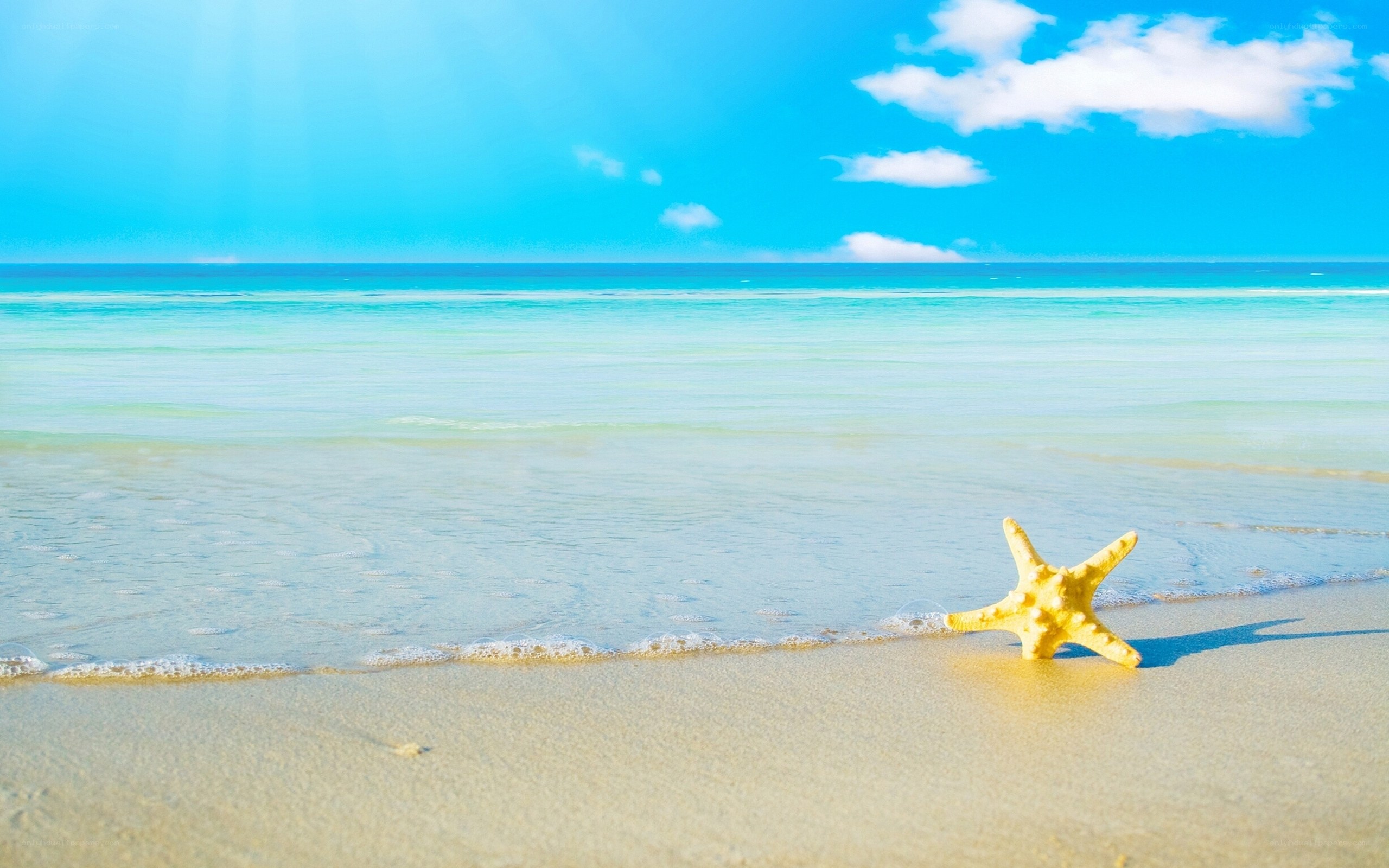 Starfish on a sunny beach