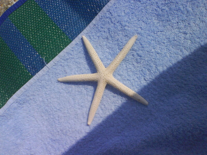 starfish on a towel