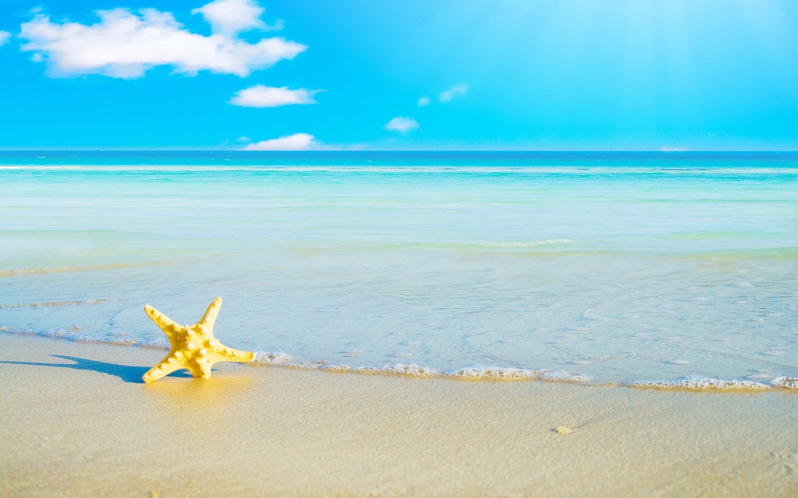 Starfish on a tropical beach