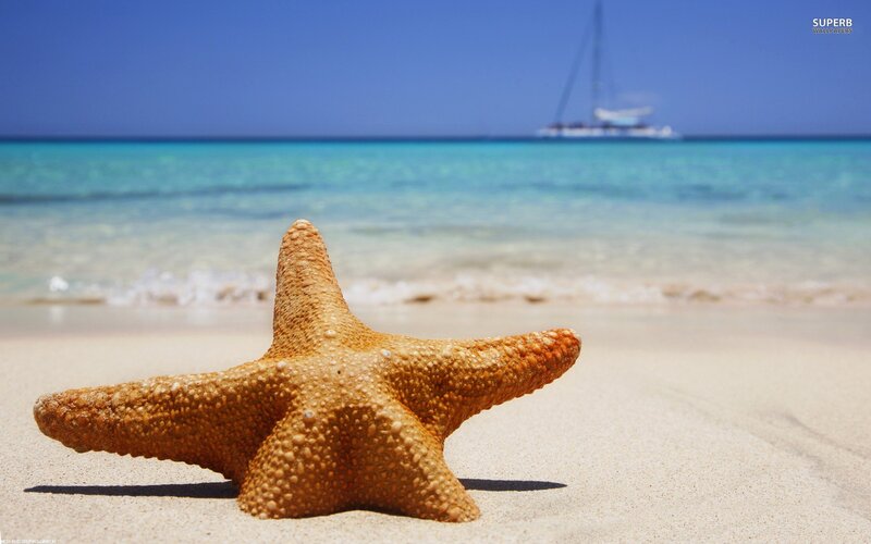 starfish on a tropical beach