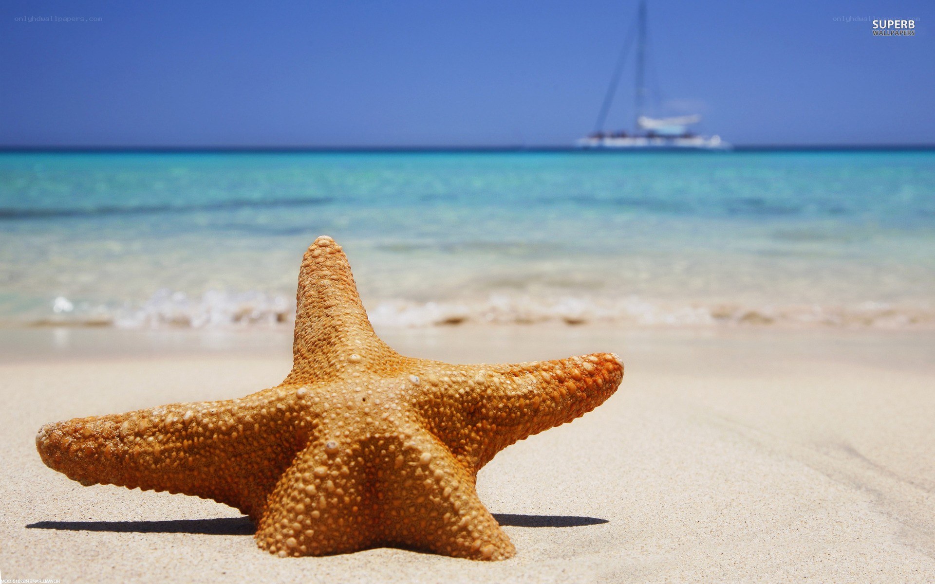 starfish on a tropical beach