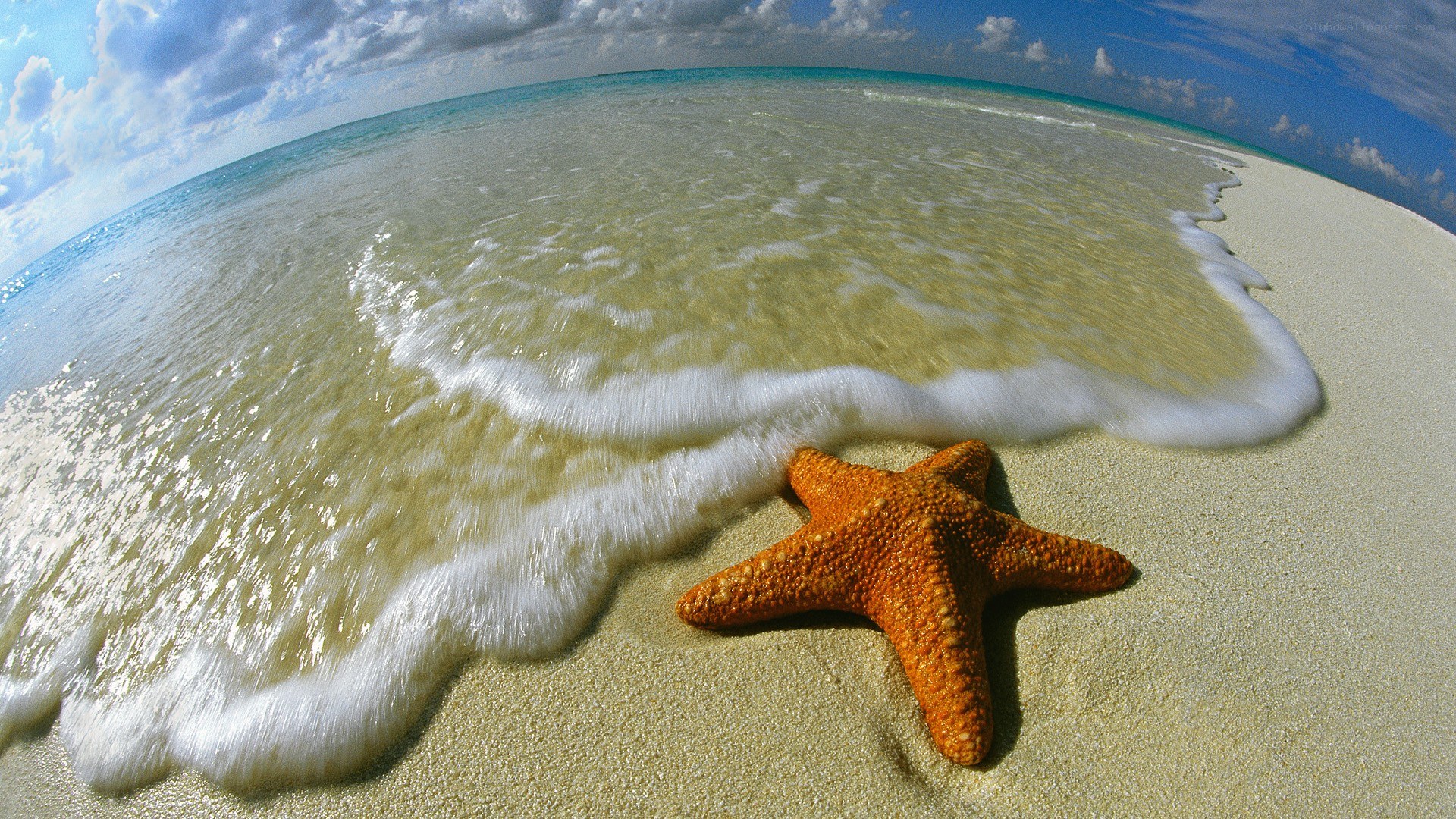 Starfish on a tropical beach