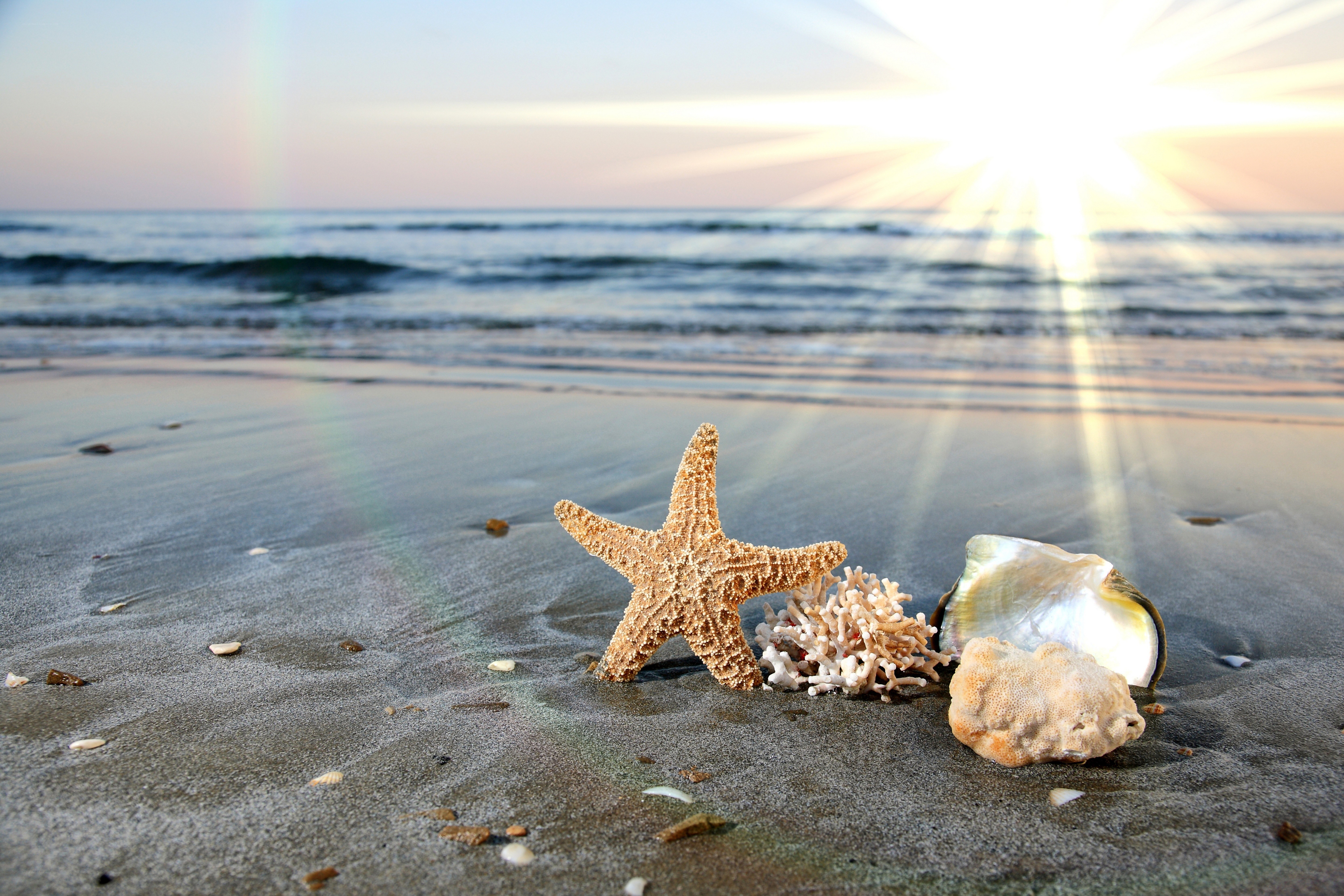 Starfish on beach at sunrise