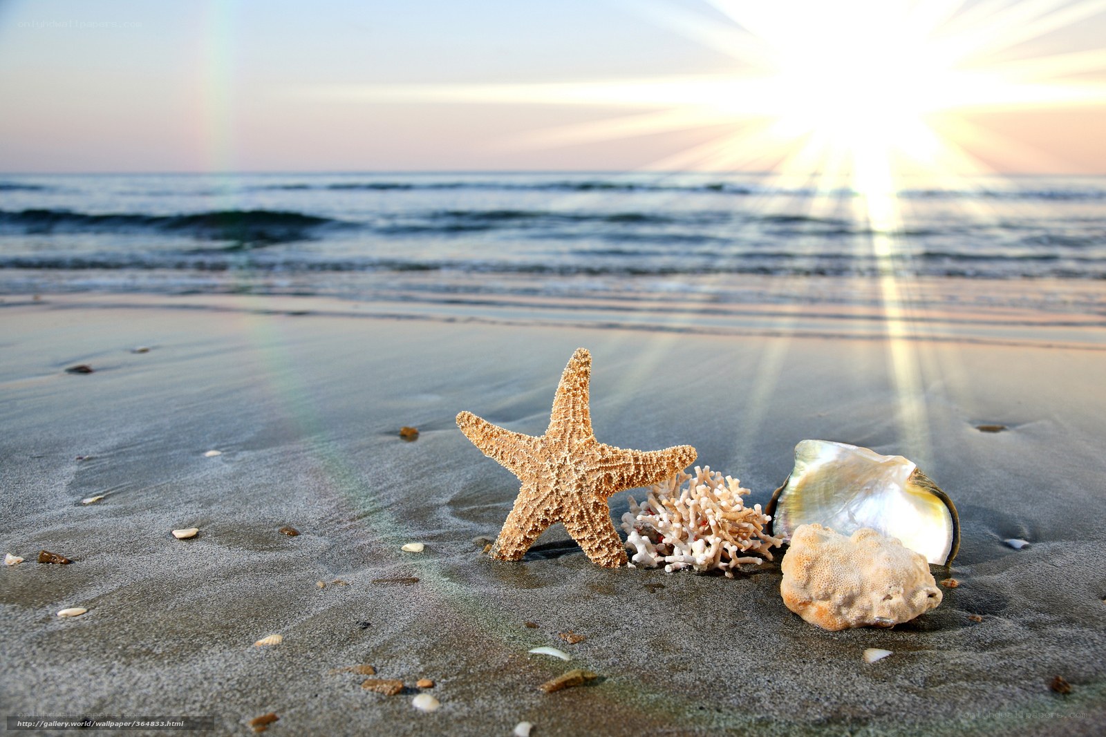 Starfish on beach at sunrise