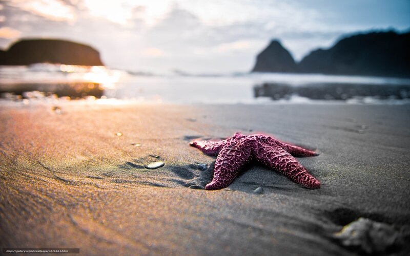 starfish on beach at sunset
