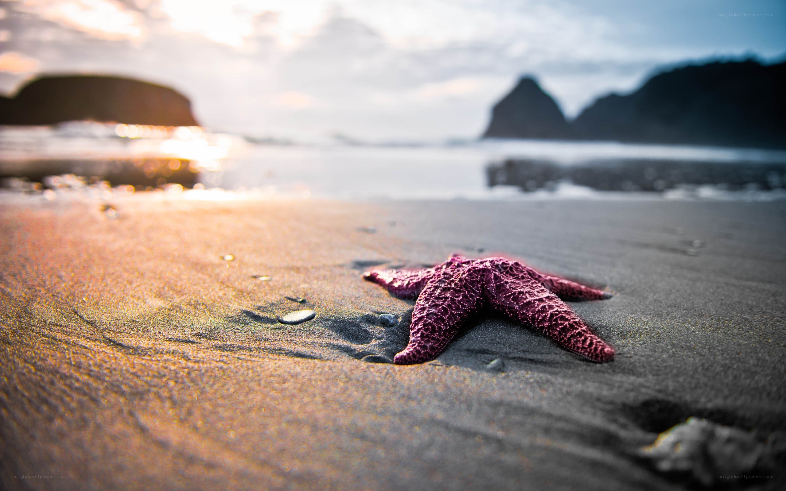 starfish on beach at sunset