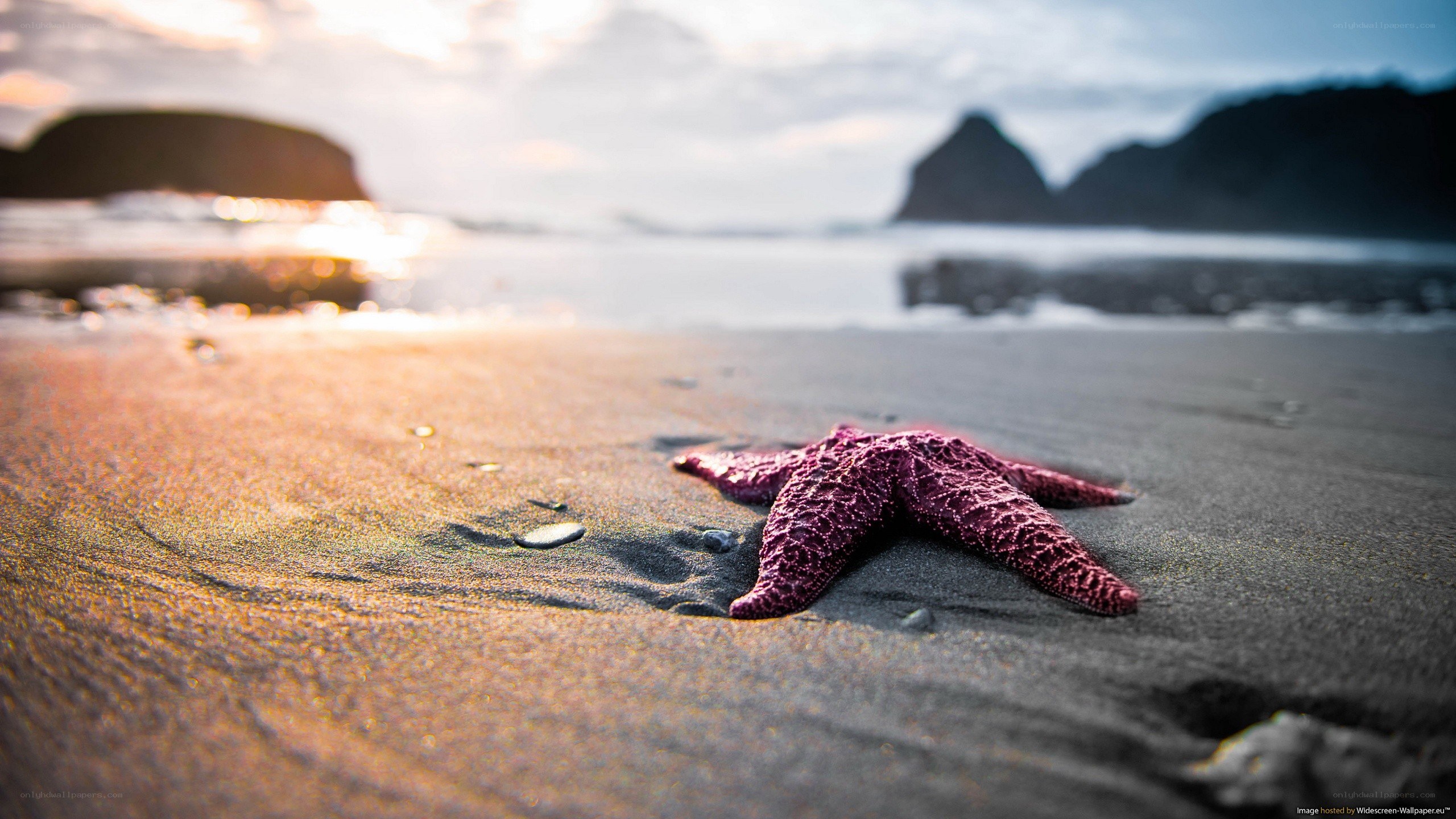starfish on beach at sunset