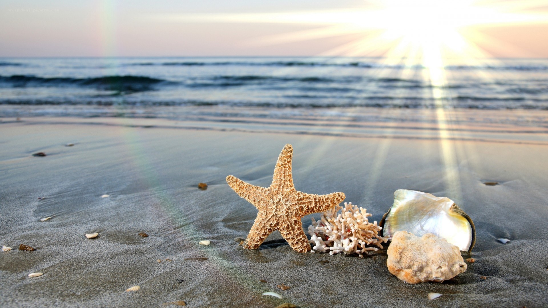 starfish on beach at sunset