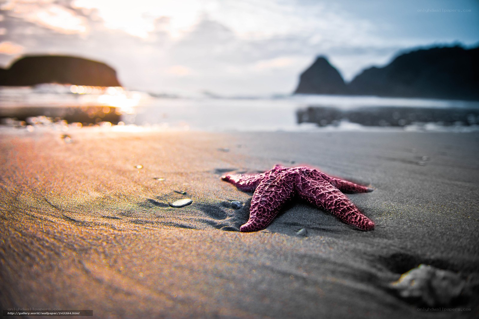 starfish on beach at sunset