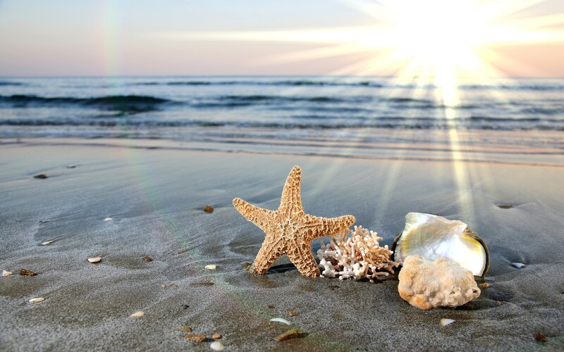 Starfish on Beach — Beige, Serene