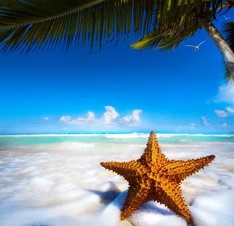 Starfish on Beach — Blue, Serene, Afternoon