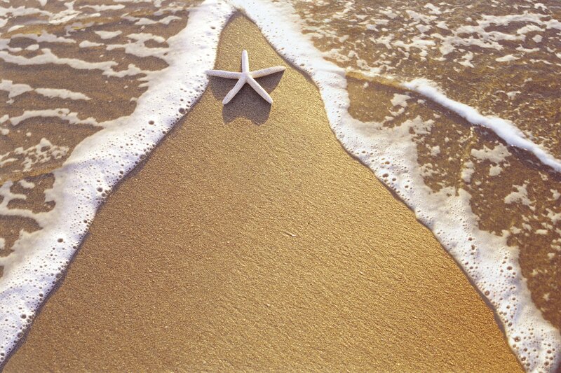 Starfish on Beach — Brown, Serene, Afternoon, Photograph