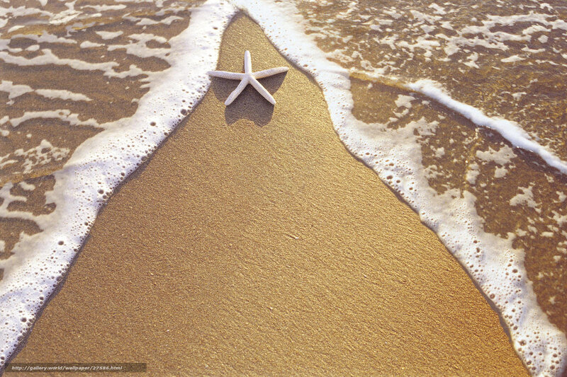 Starfish on Beach — Brown, Serene, Afternoon