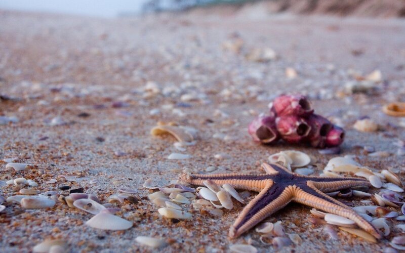 Starfish on Beach — Brown, Serene, Sunset, Photograph, Seashells