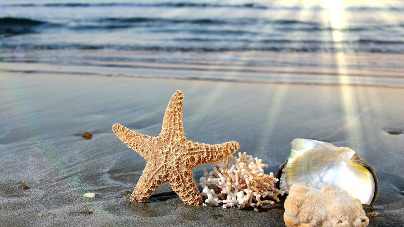Starfish on Beach — Brown, Serene, Sunset