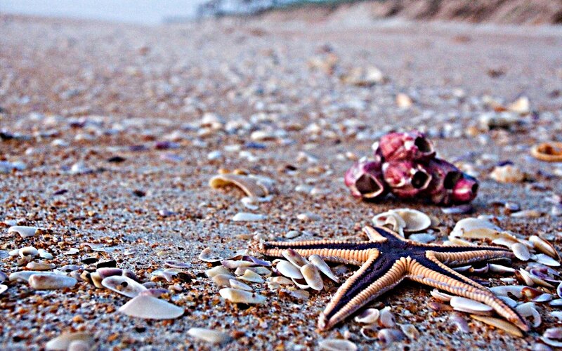 Starfish on Beach — Brown, Serene