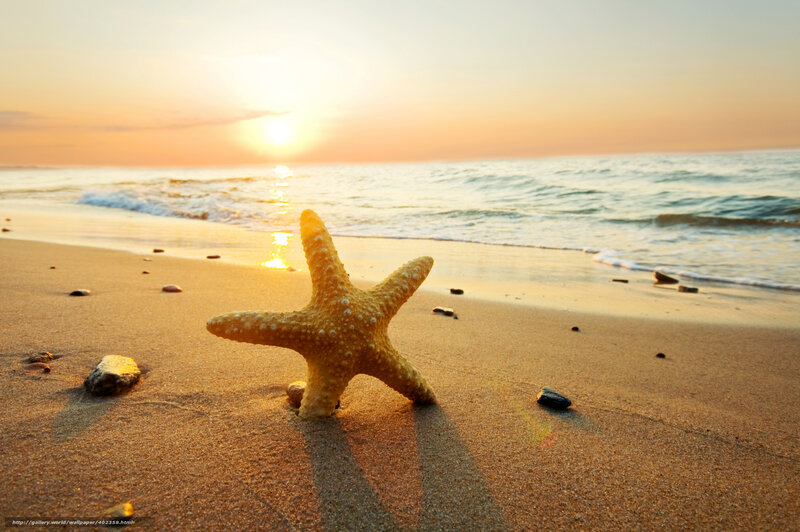 Starfish on Beach — Gold, Serene, Sunset