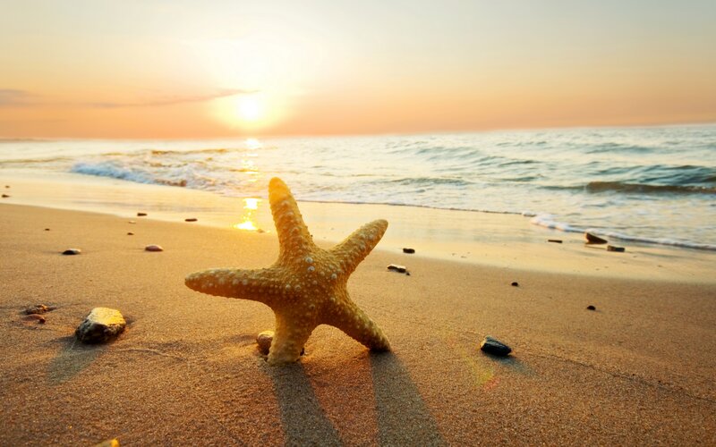 Starfish on Beach — Gold, Serene