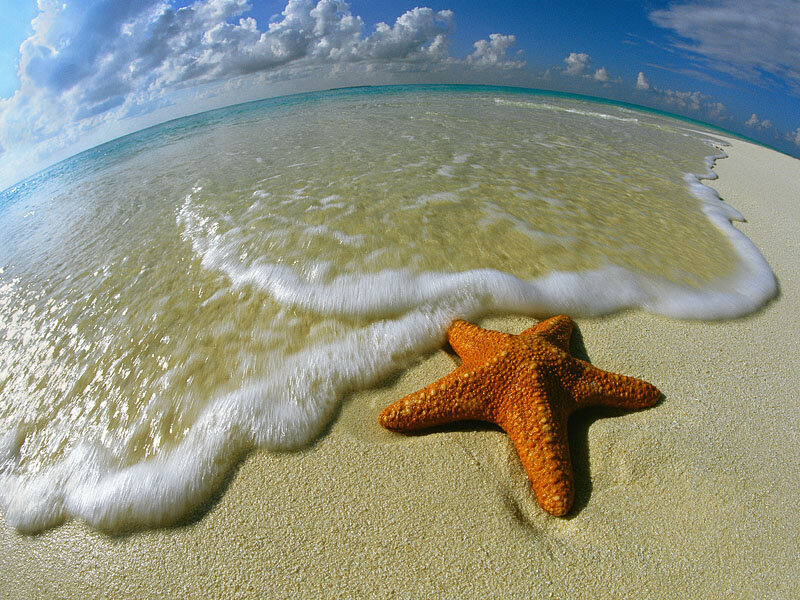 Starfish on Beach — Orange, Serene, Afternoon