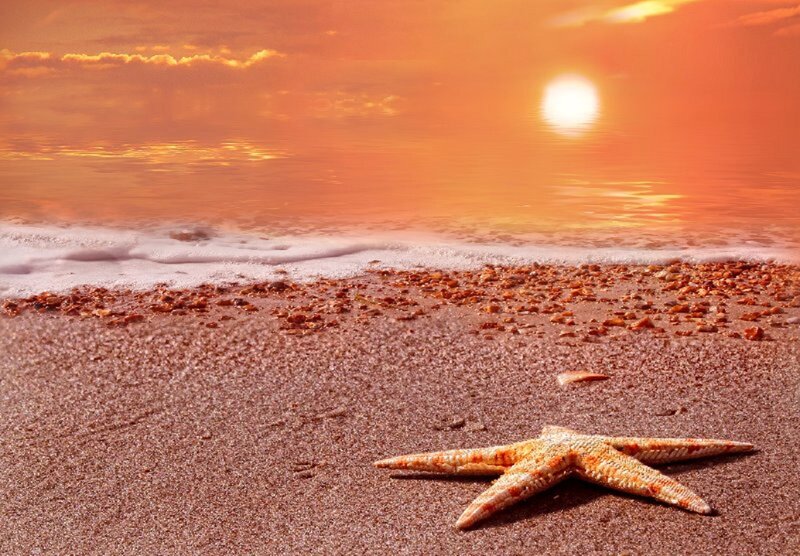 Starfish on Beach — Orange, Serene