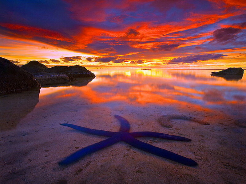 Starfish on Beach — Orange