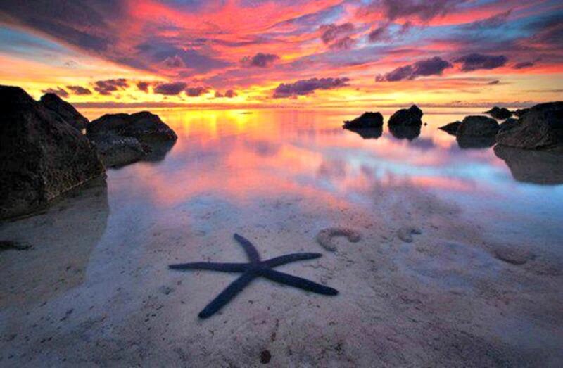 Starfish on Beach — Pink