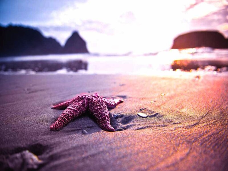 Starfish on Beach — Purple, Serene